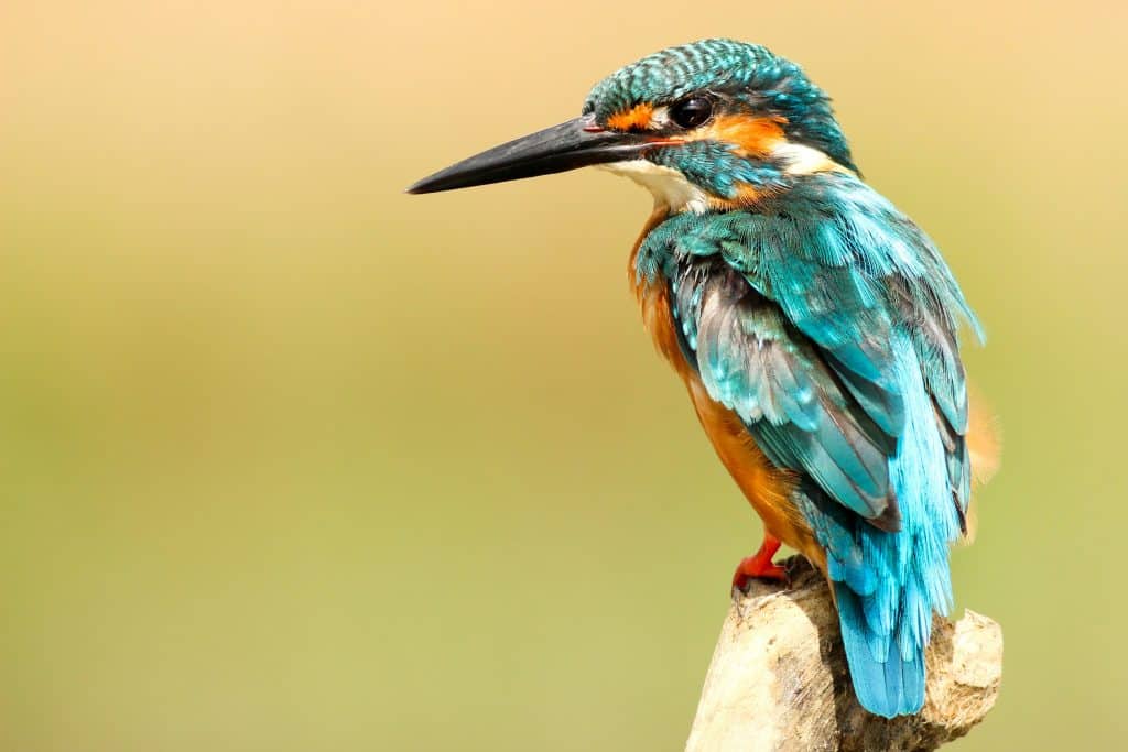 Bunter Vogel mit langem Schnabel vor unscharfem Hintergrund